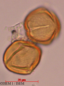 Tapirira obtusa - lame n° 29318